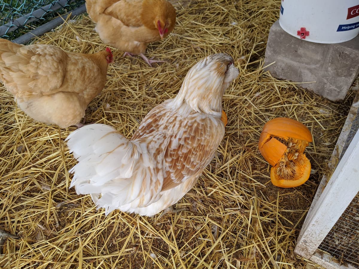 An image of our chickens enjoying smashed pumpkins.