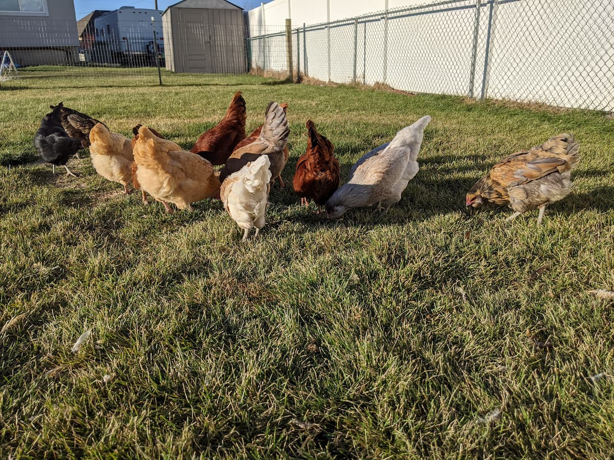 Do Chickens Catch and Eat Mice? (In Coops, Fields, etc)