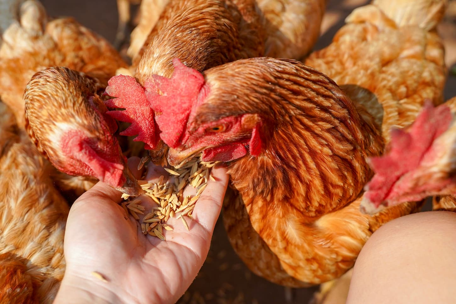 An image of chickens eating food from woman's hand.