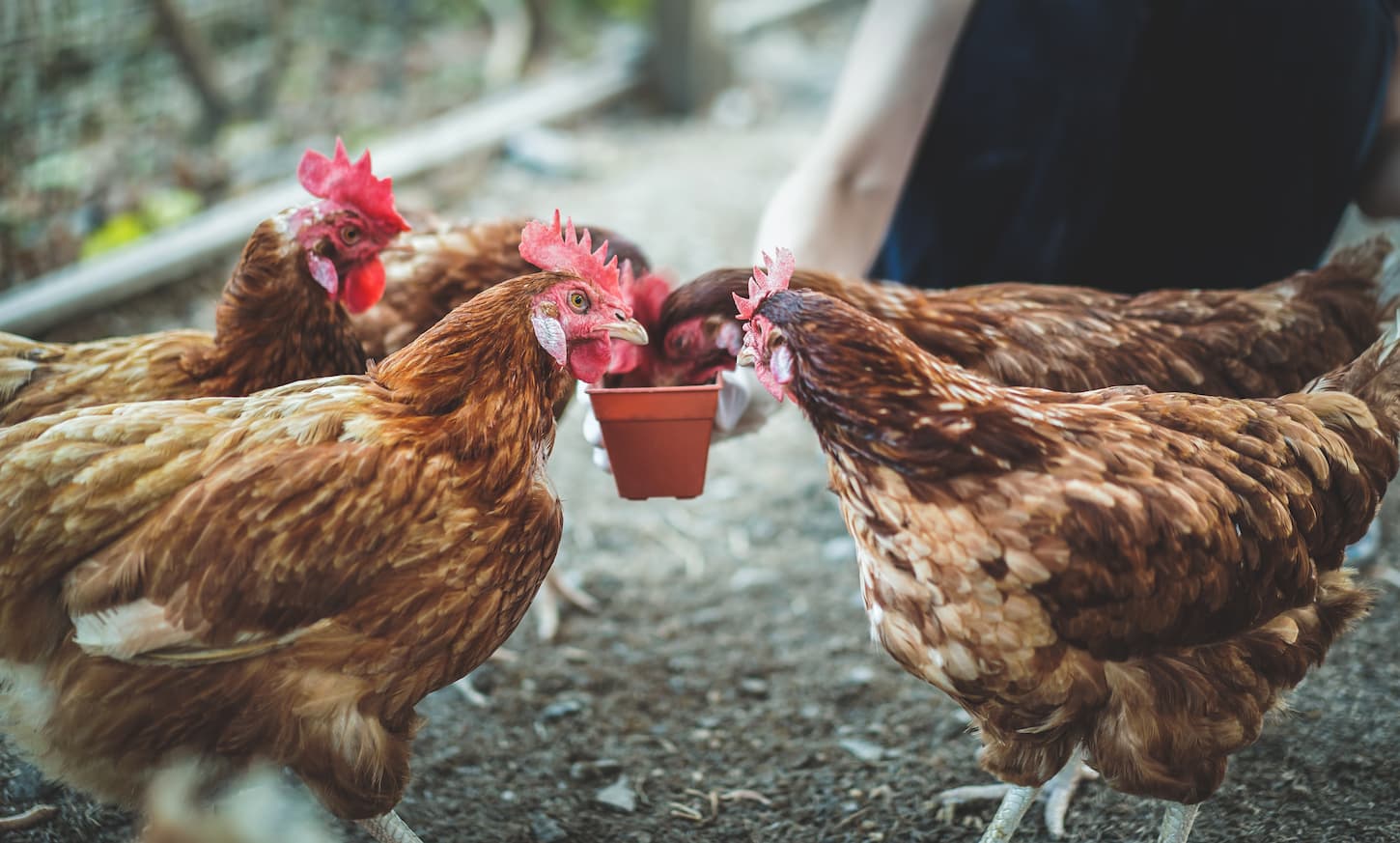 Can You Overfeed Chickens?