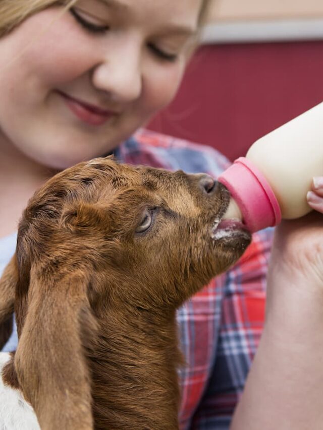 An image of a girl bottle feeding a baby goat.