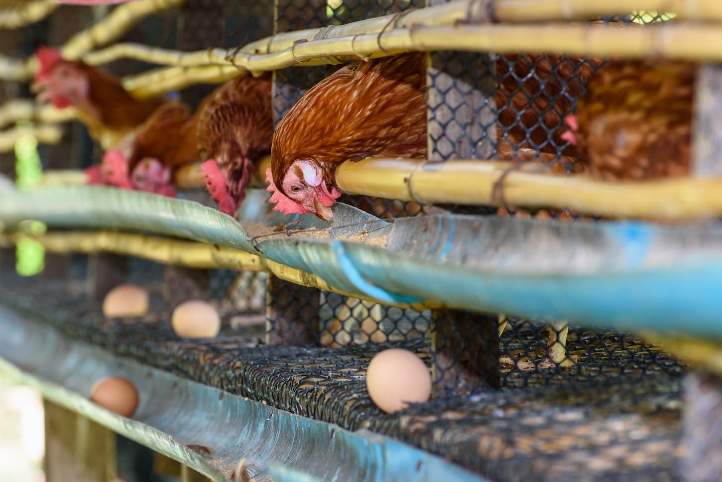 An image of an egg chicken farm in rural Thailand.