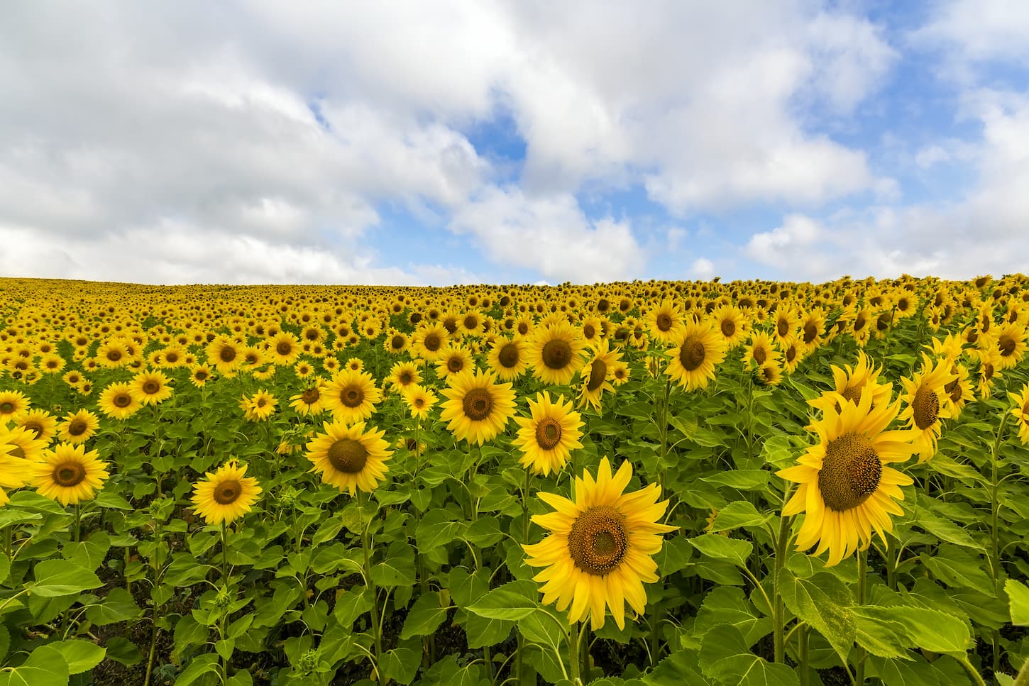 An image of sunflowers in a field on a blue sky background.