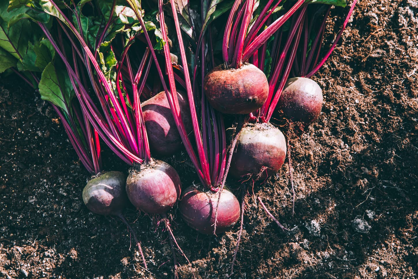 Complete Guiding to Store Beets