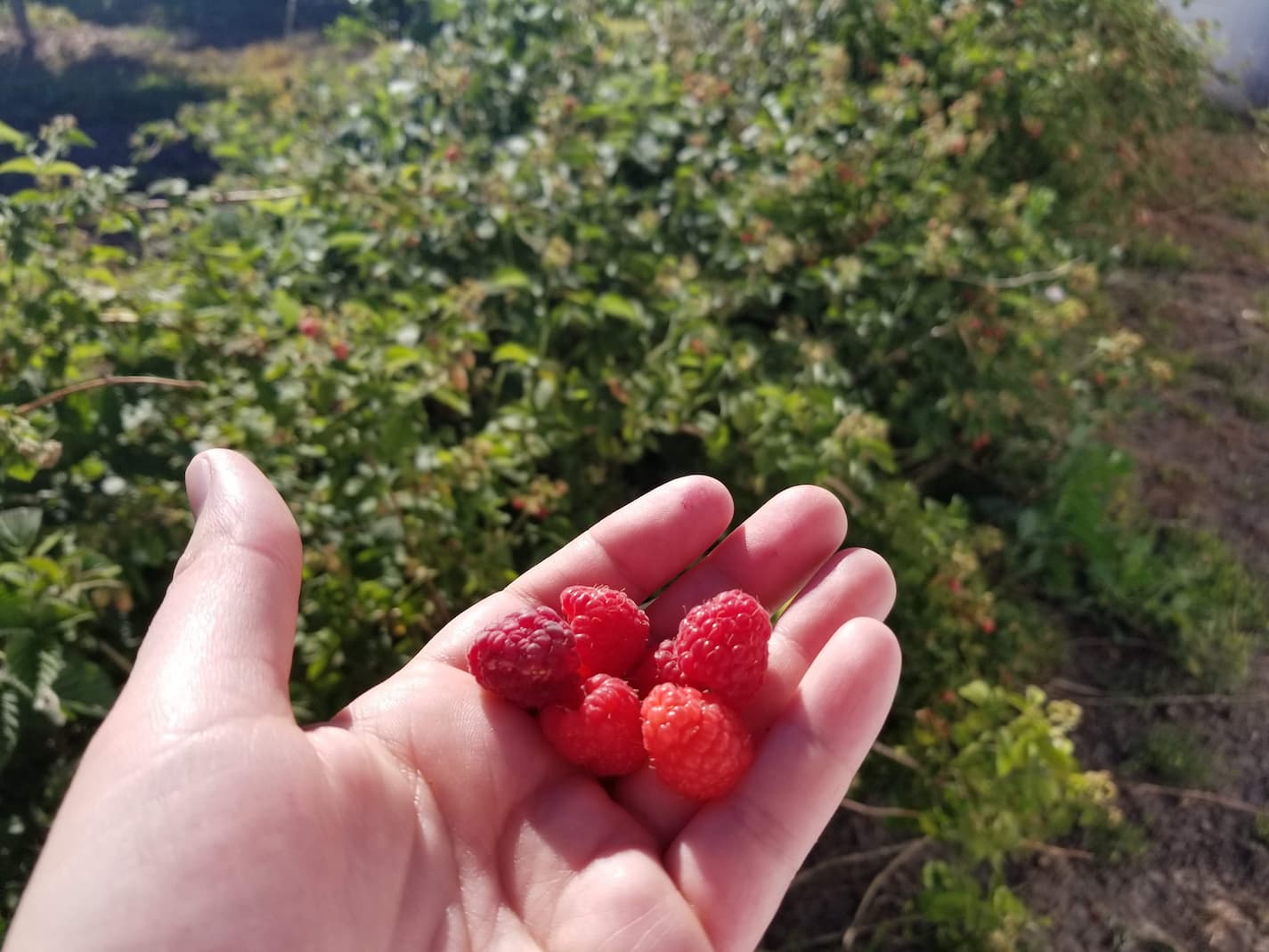 Can Raspberry Bushes Grow in the Shade?