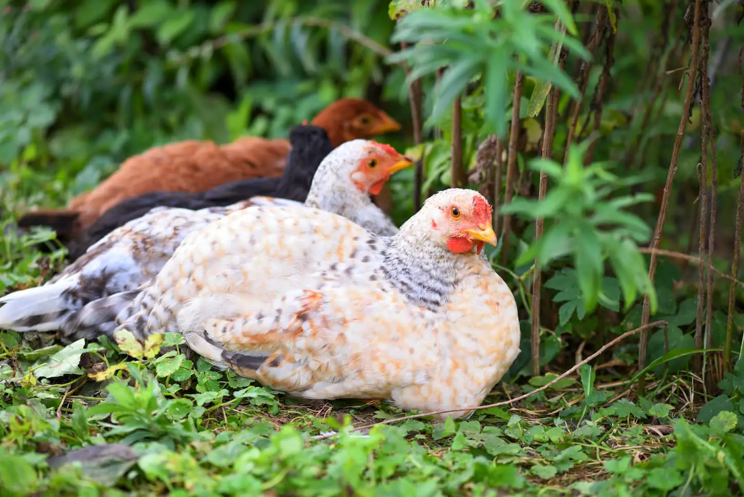 An image of Hens sitting on the green grass.