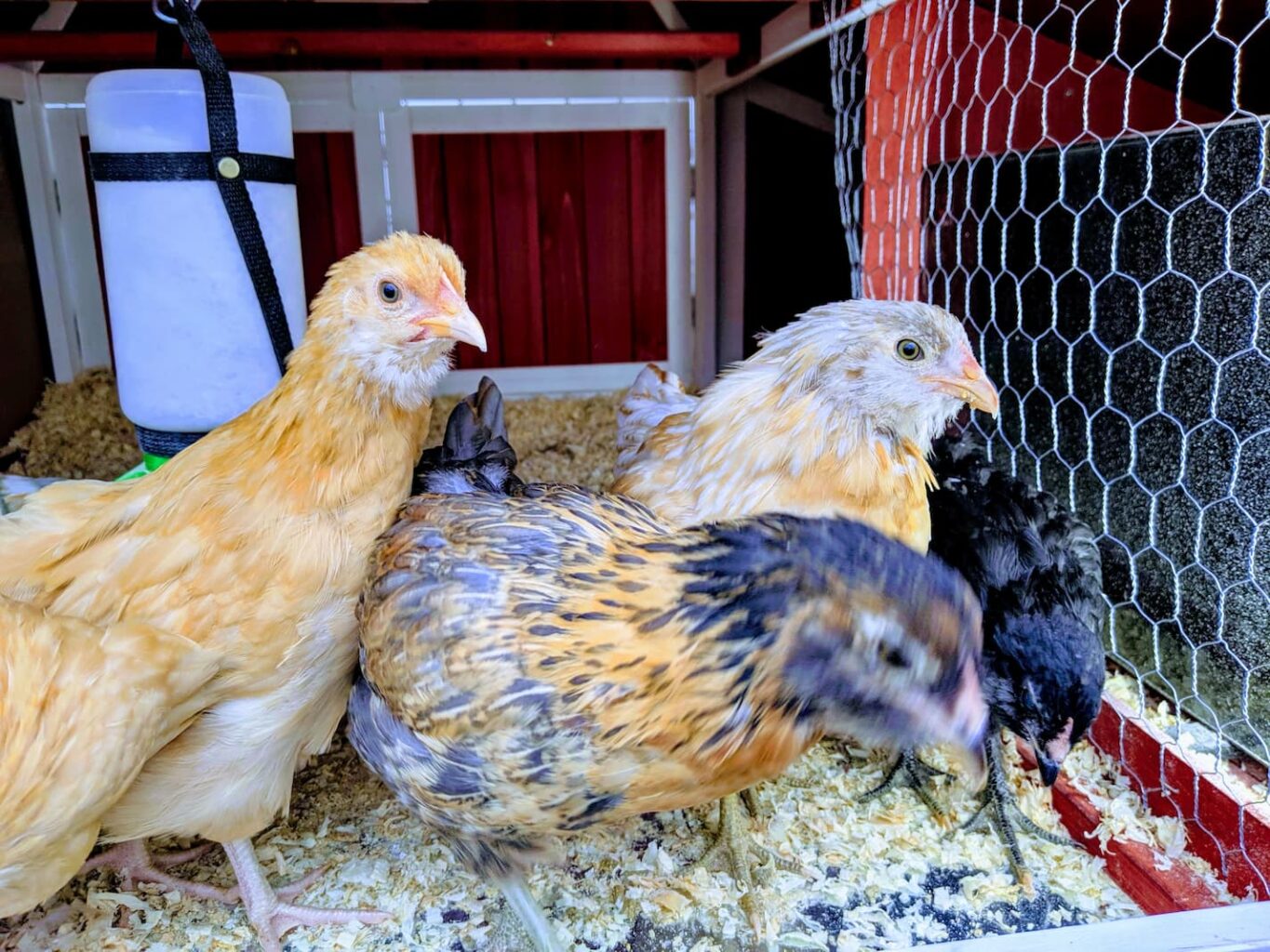 An image of our free-ranging chickens.