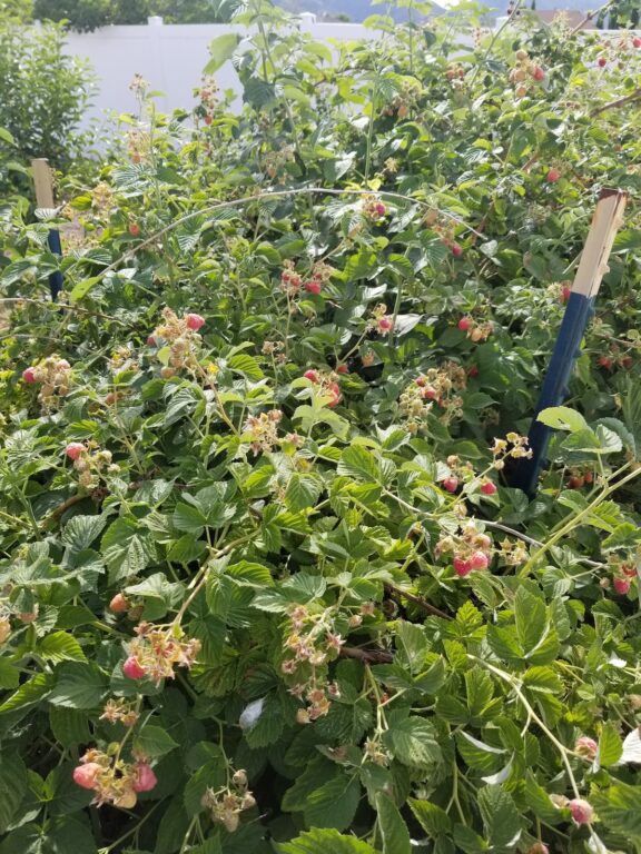 Can Raspberry Bushes Grow In The Shade?