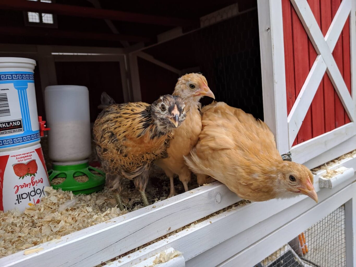 An image of three pullet chickens looking out in the coop.
