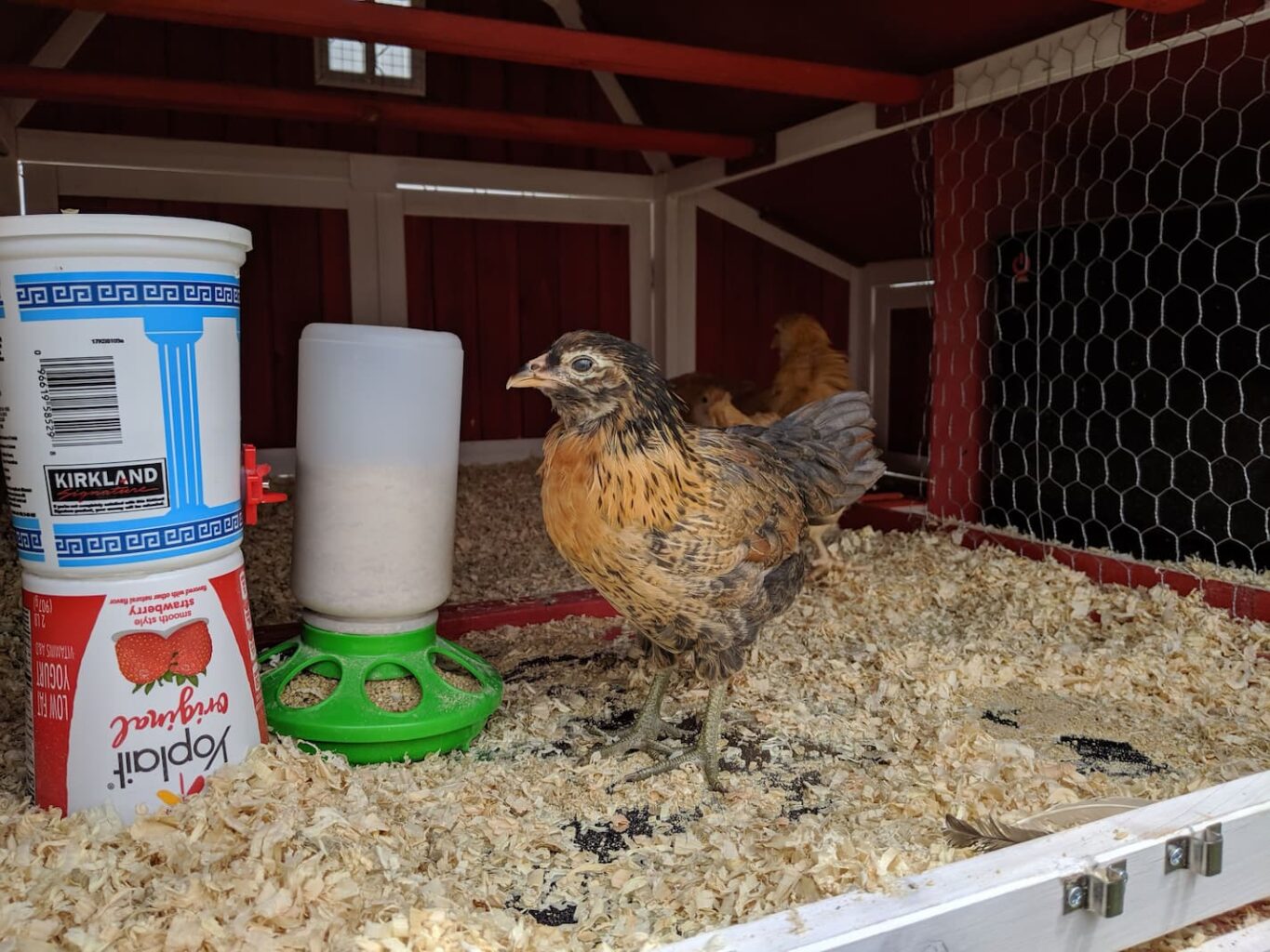An image of our chicken named Hey-Hey inside the coop.