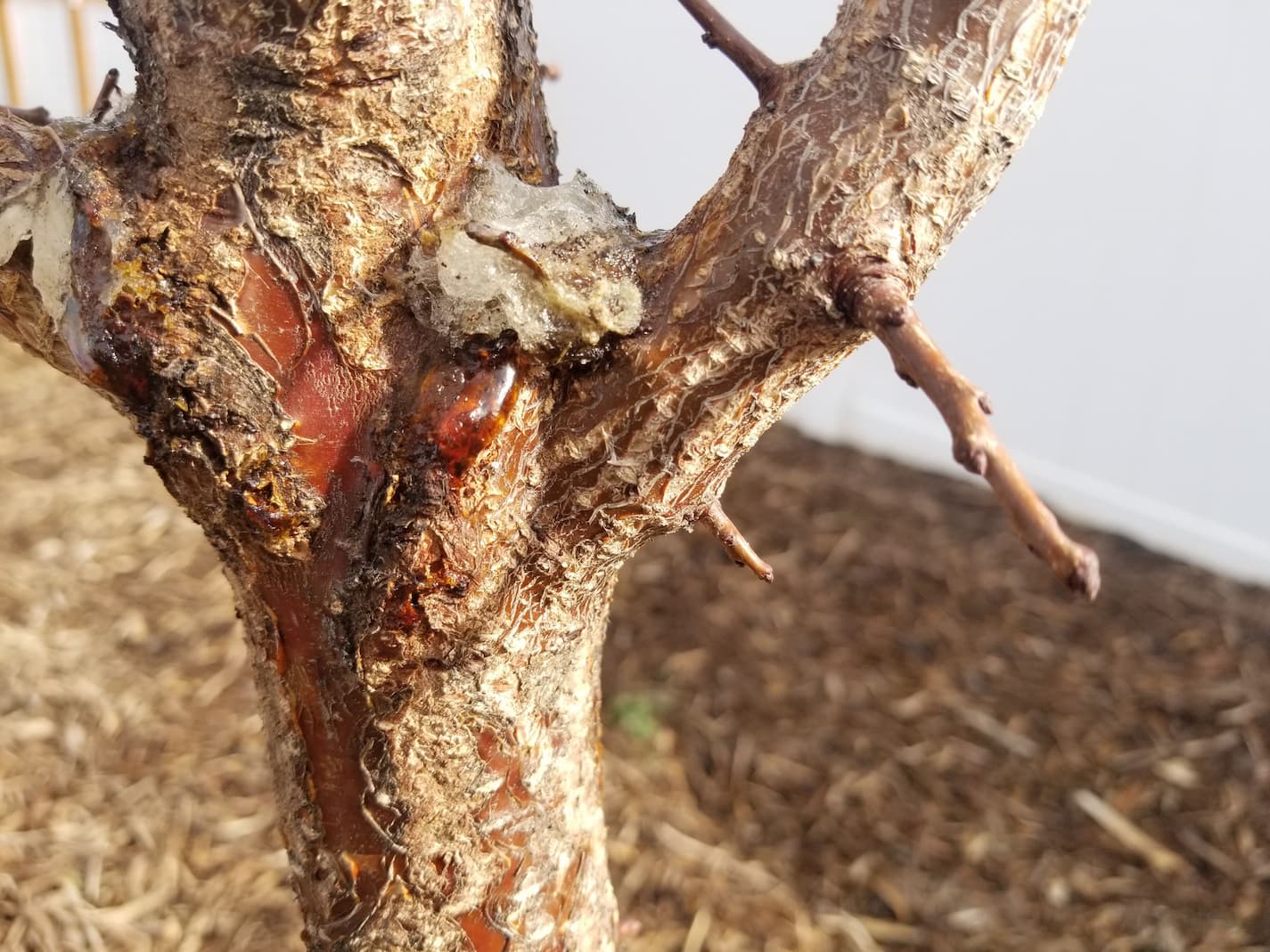 40+ Reasons Your Fruit Trees are Dying (with Fixes)