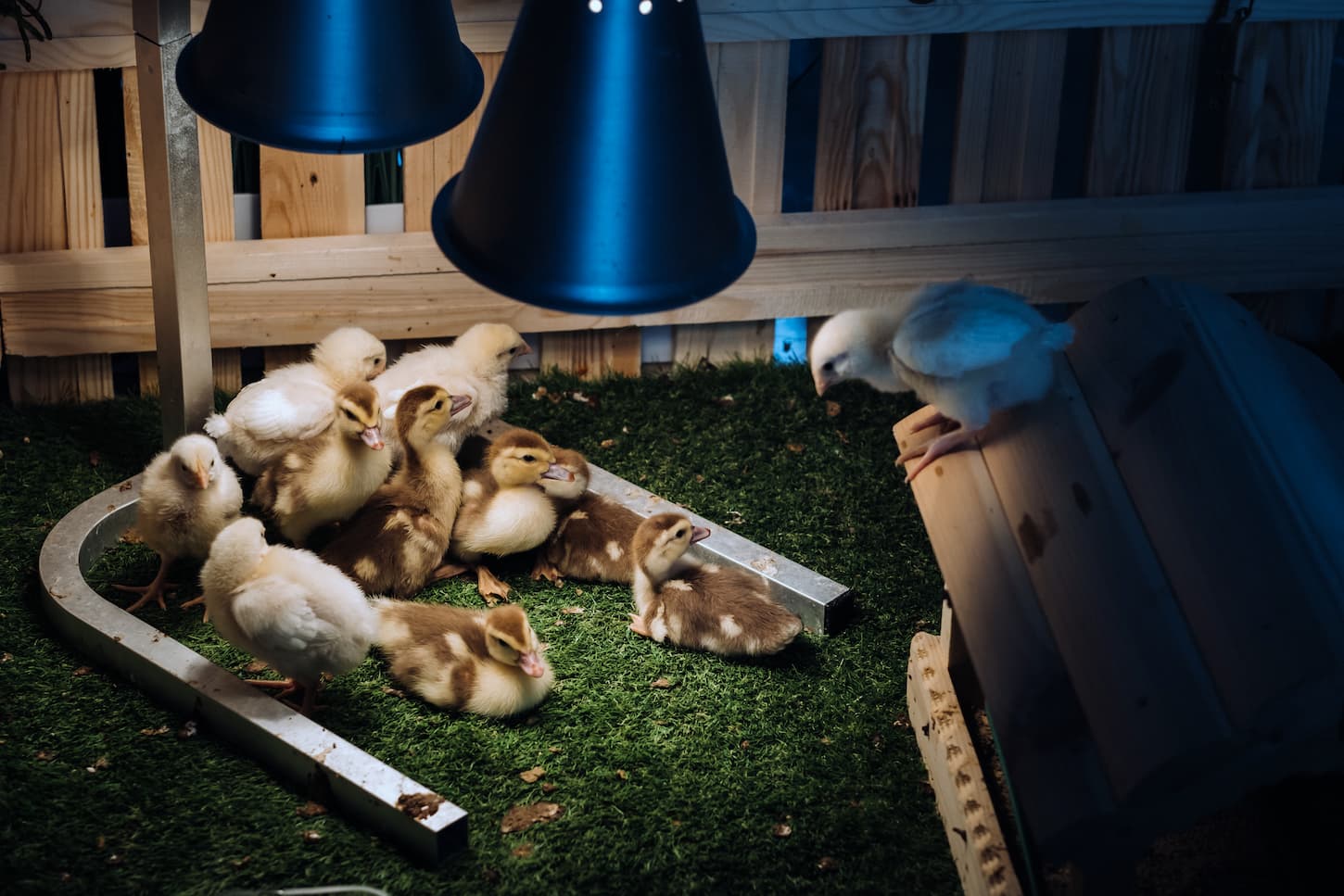 An image of Small chickens and ducklings basking on the grass under a lamp in the yard.