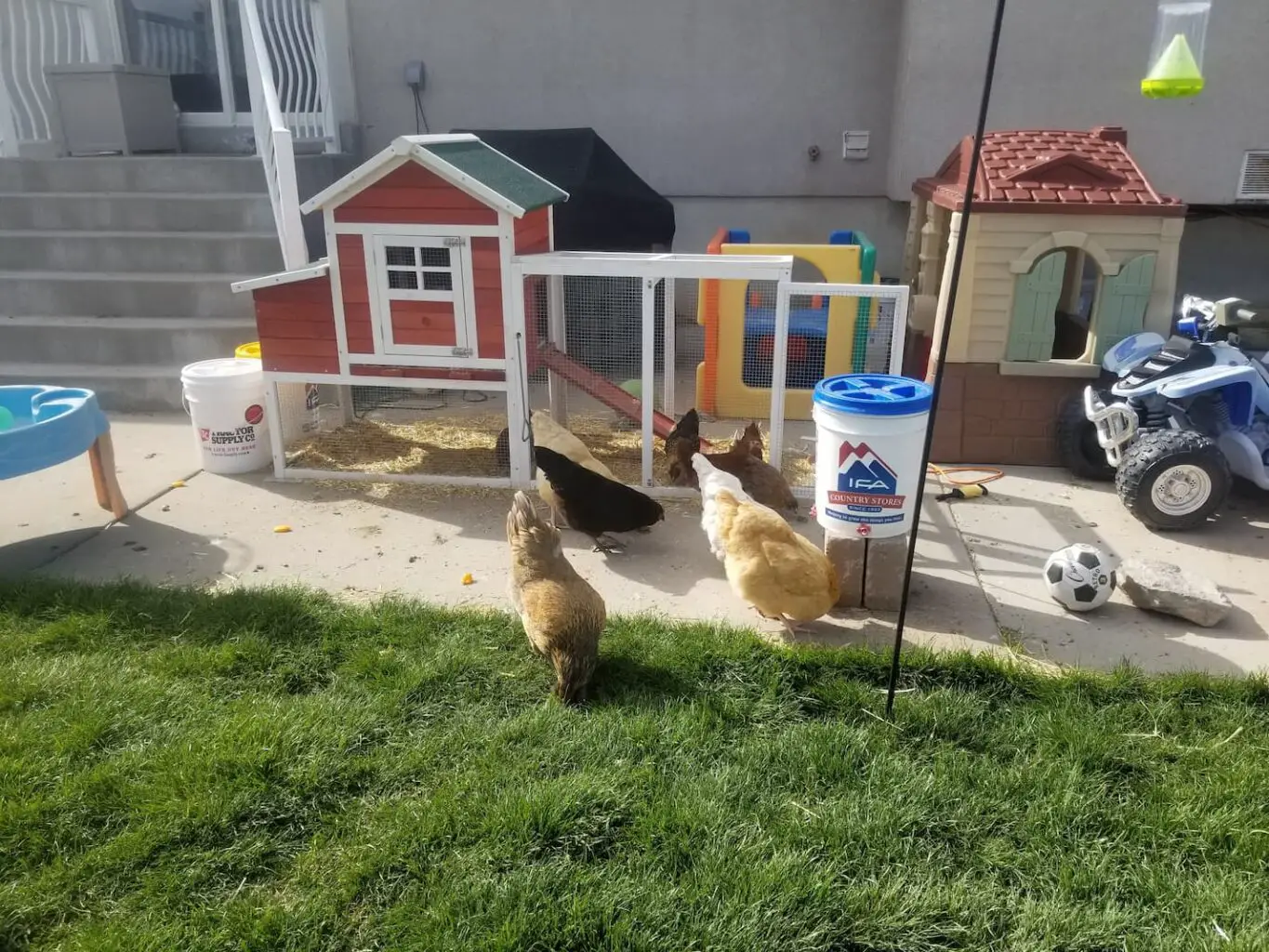 An image of our chickens in a little coop in our backyard homestead.