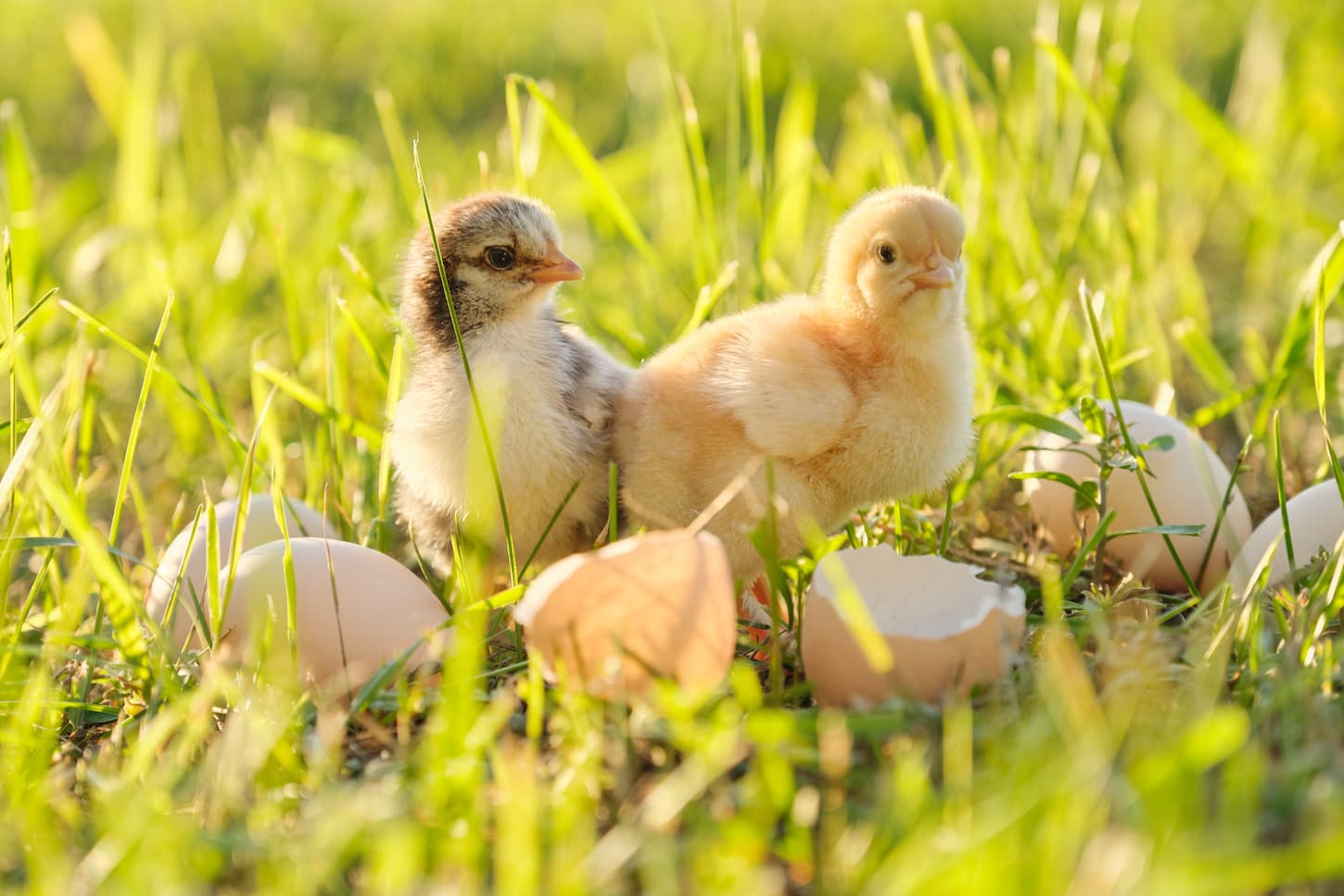 An image of Two newborn chicks with cracked eggshell eggs.