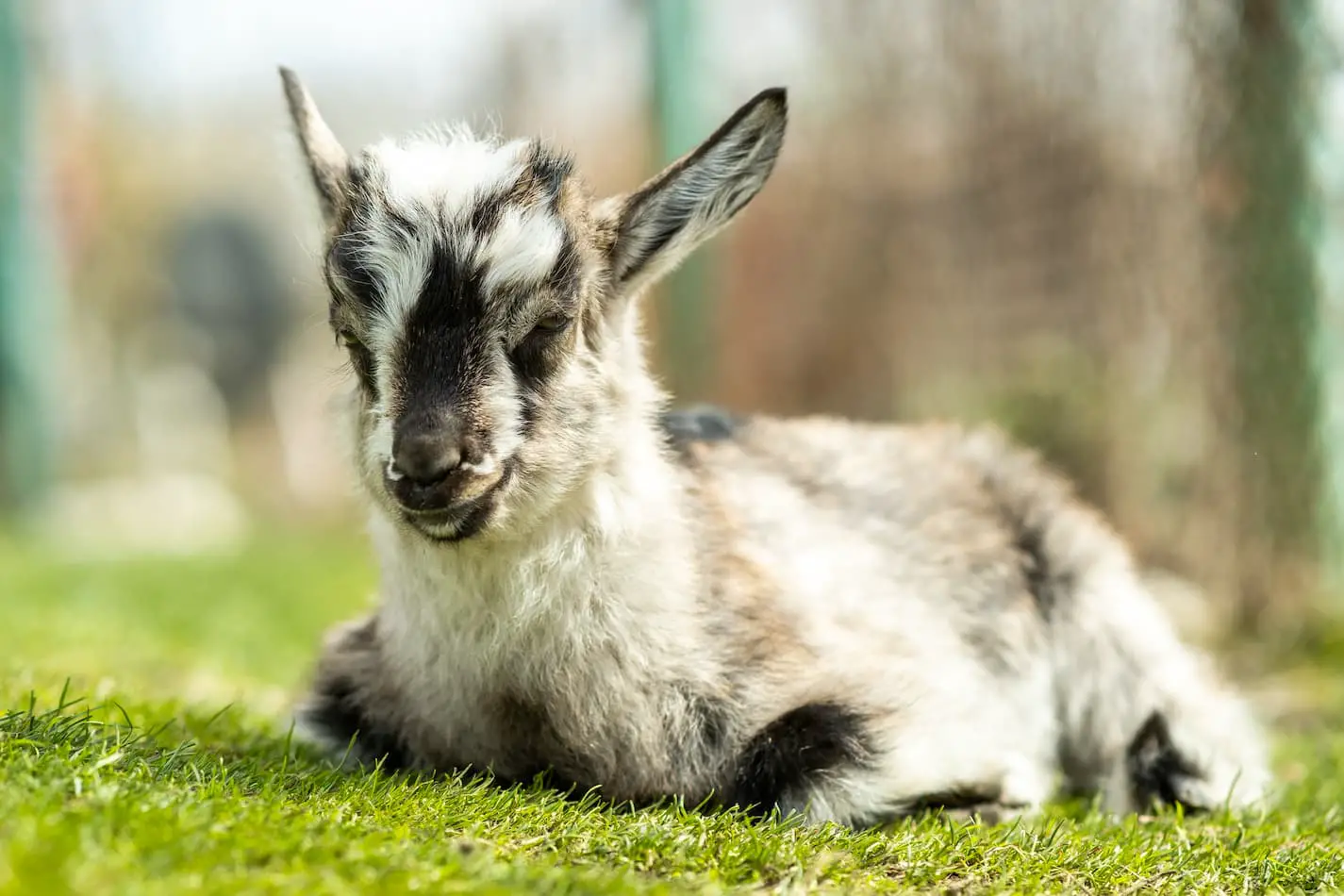 Baby Goat Refusing The Bottle? Here’s What to Do