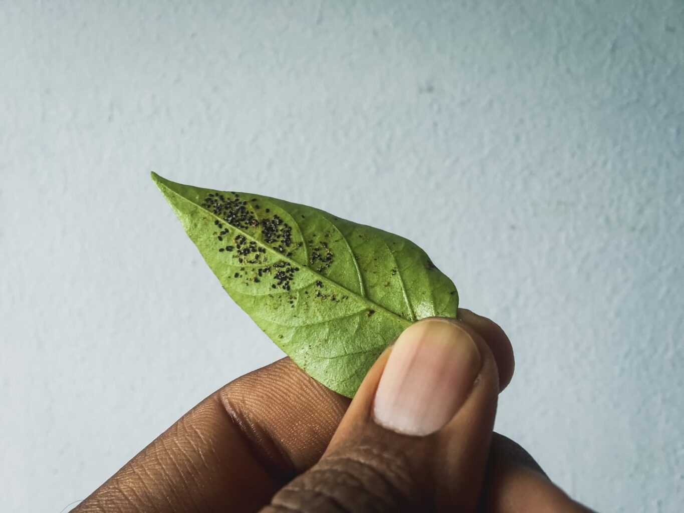 An image of a leaf containing bugs