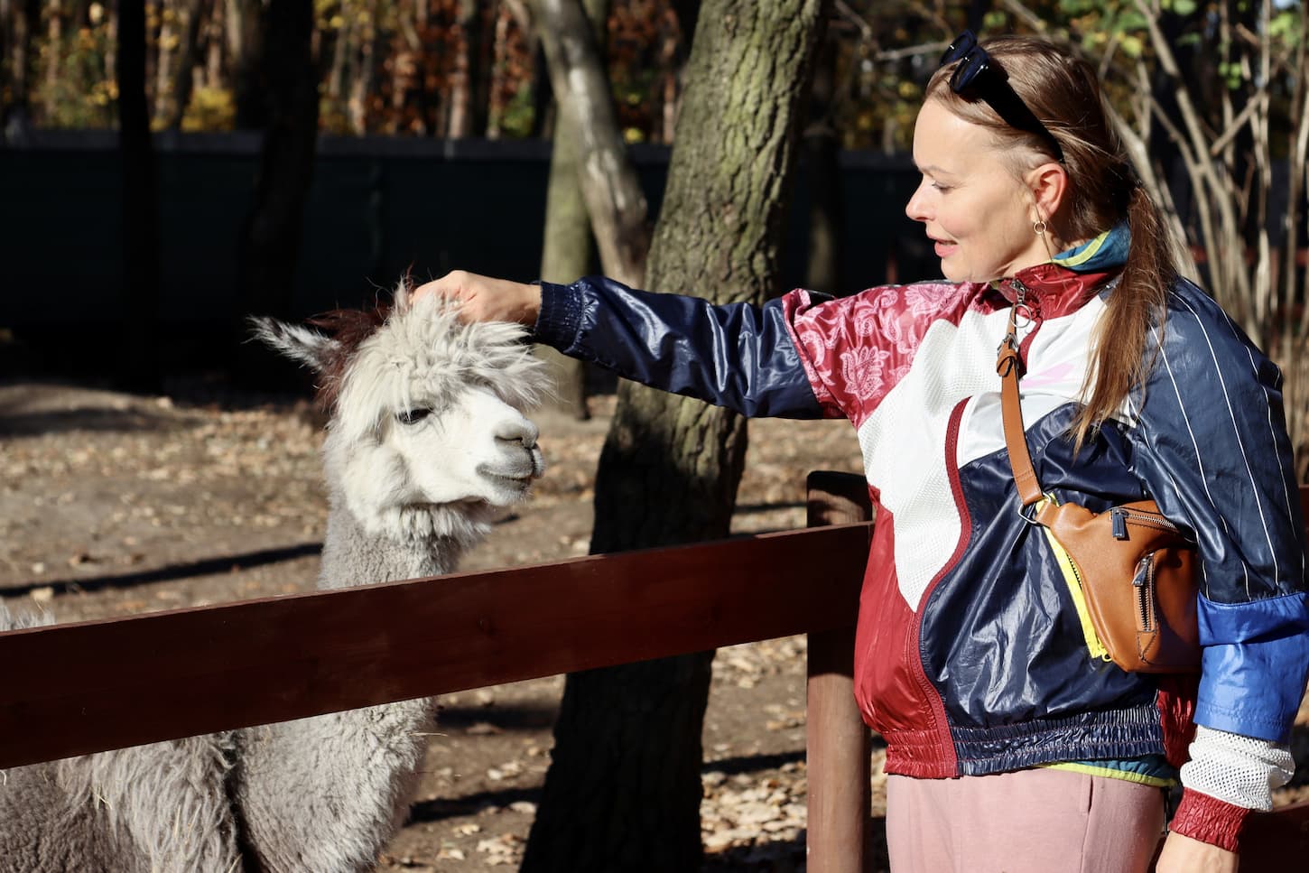 An image of a woman stroking the Alpaca in a farm.