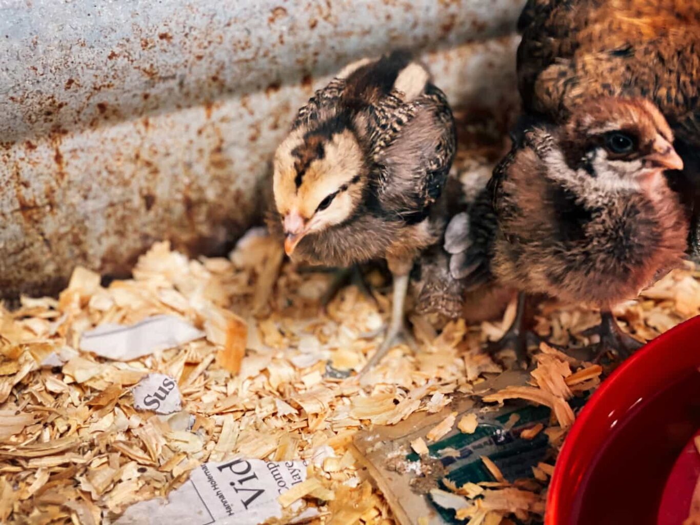 An image of two baby chickens in a brooder.