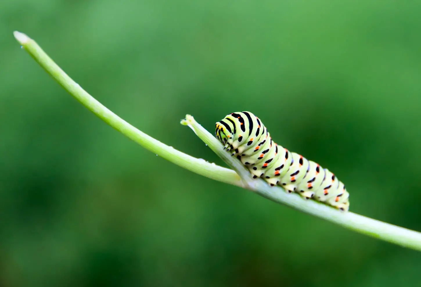 An image of a caterpillar on a branch.