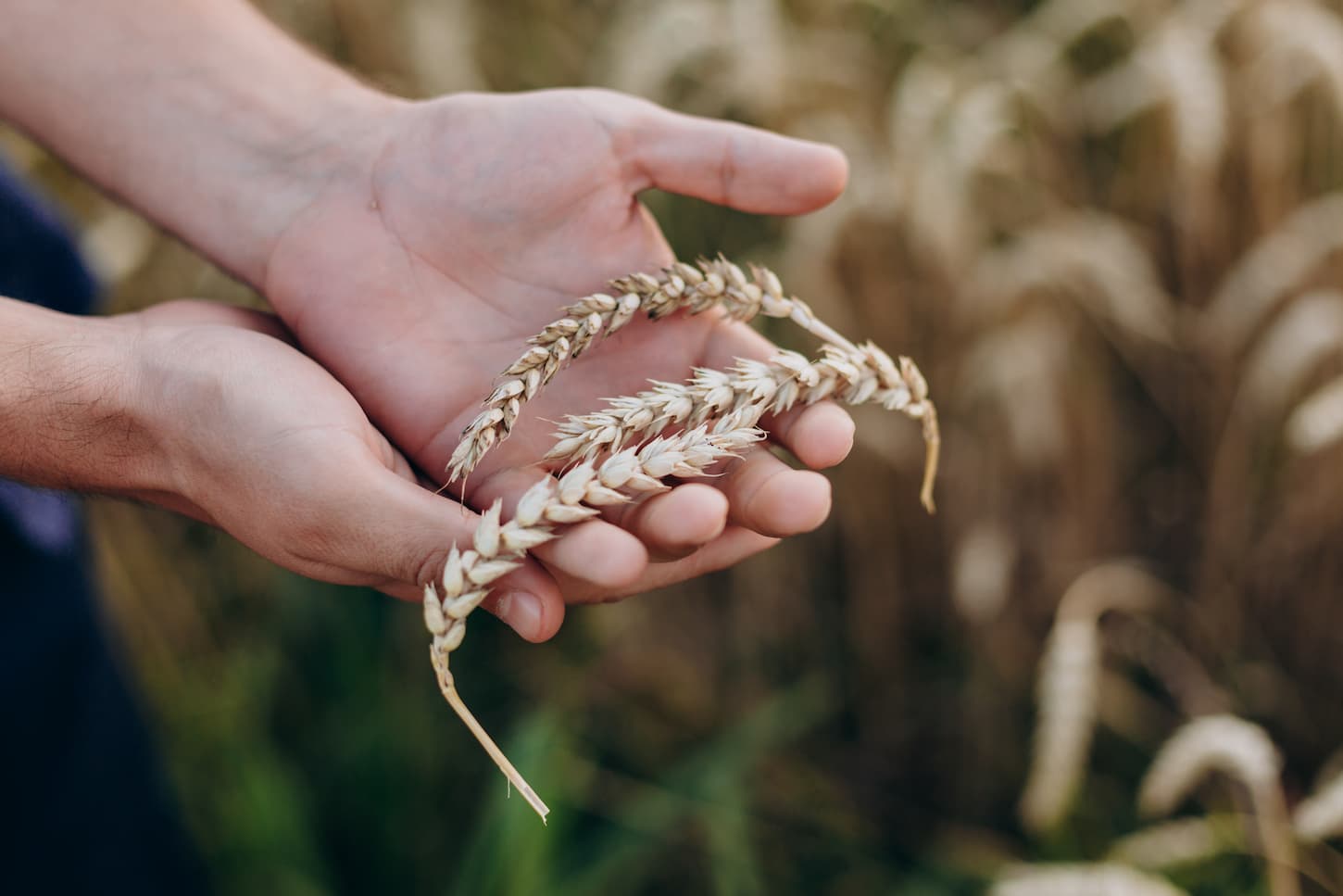 An image of a male's hands holding wheat on a farm background.