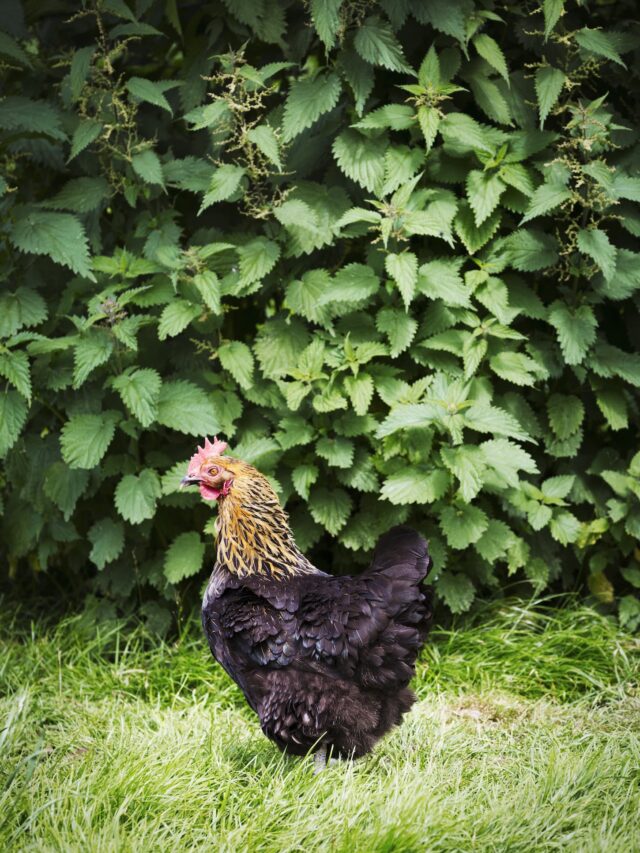 10 Ways to Keep Chickens Out of Flower Beds and Gardens