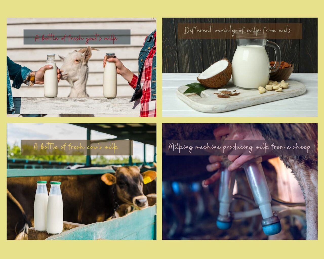 A variety of images showcases different forms of milk production.