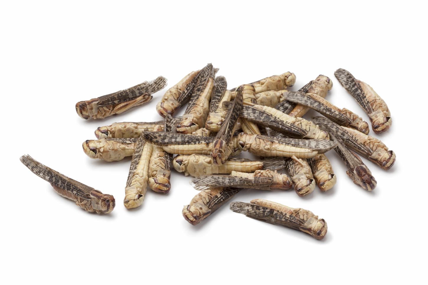An image of a Dried locusta bugs on white background.
