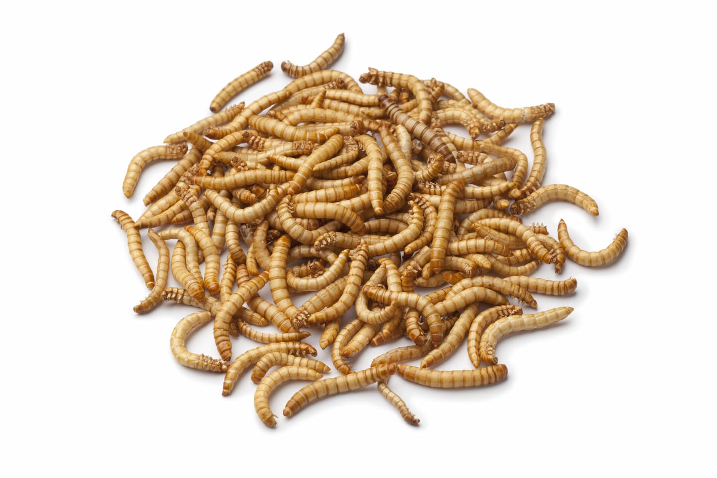 An image of a dried mealworm larva on a white background.