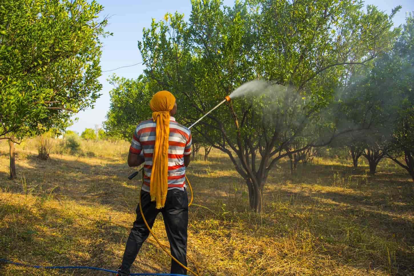 An image of a farmer spraying fertilizer on an orange tree field.