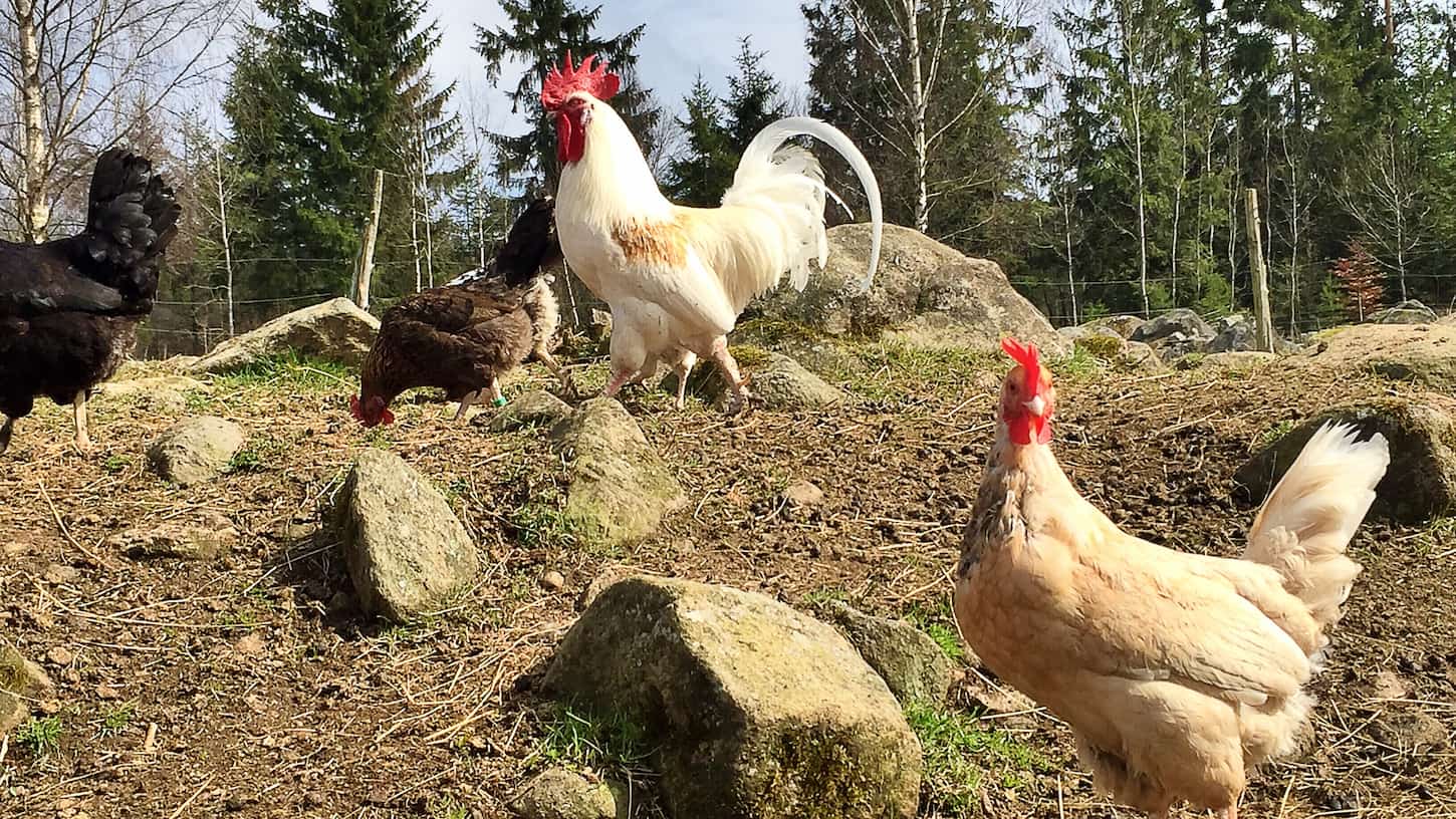 An image of hens and rooster in the farmyard.