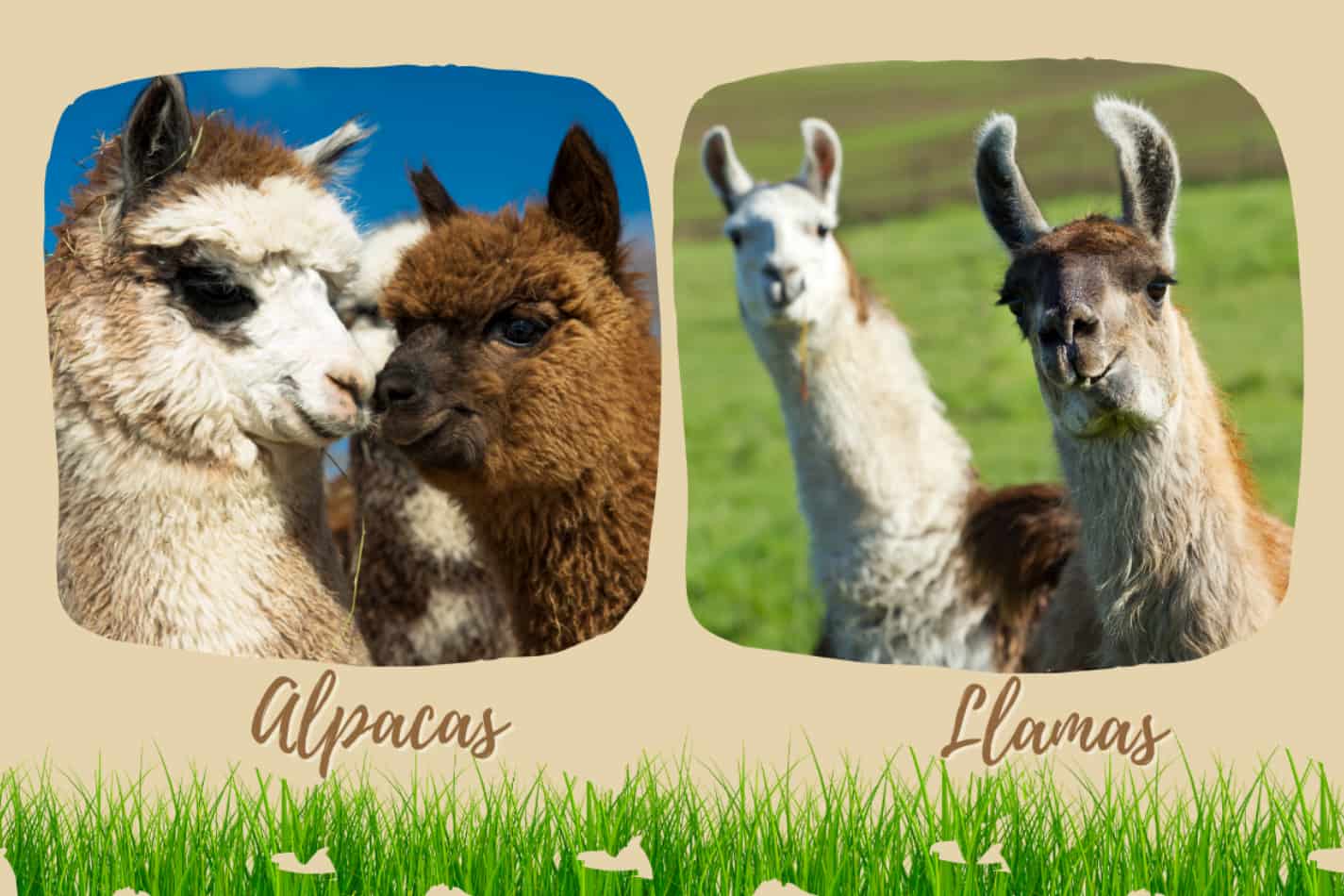 Alpacas and Llamas: Which is Better, Friendlier, Kinder, etc?