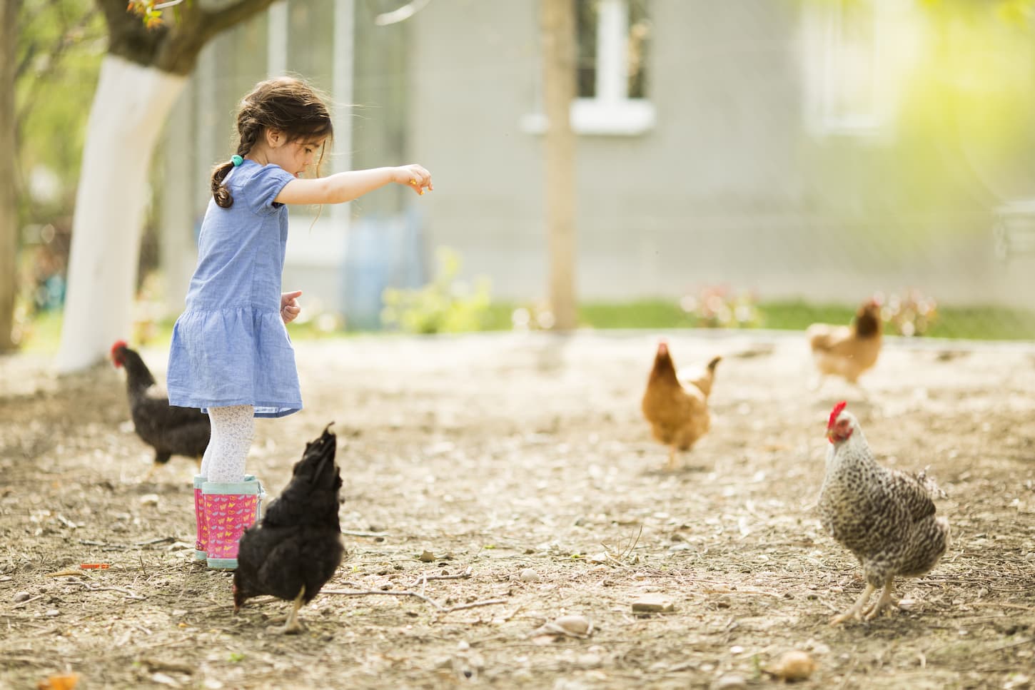 An image of a little girl feeding chickens.