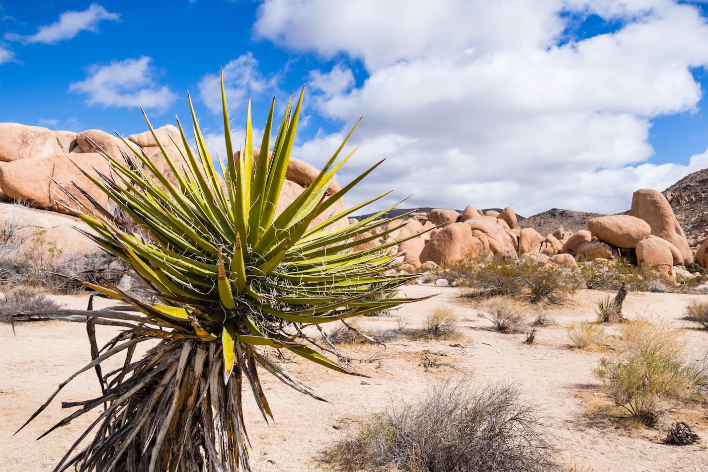 An image of a Mojave Yucca (Yucca schidigera); rocky outcrop in the background, Joshua Tree National Park, California.
