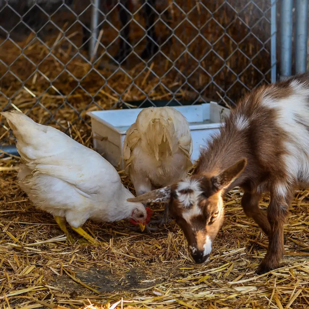 An image of a goat with chickens on the farm.