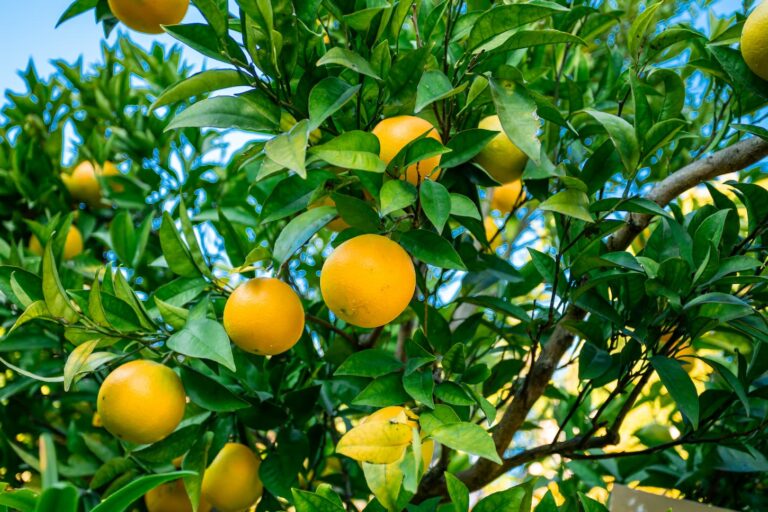 Orange Tree Leaves Uses, Diagnoses, And FAQs