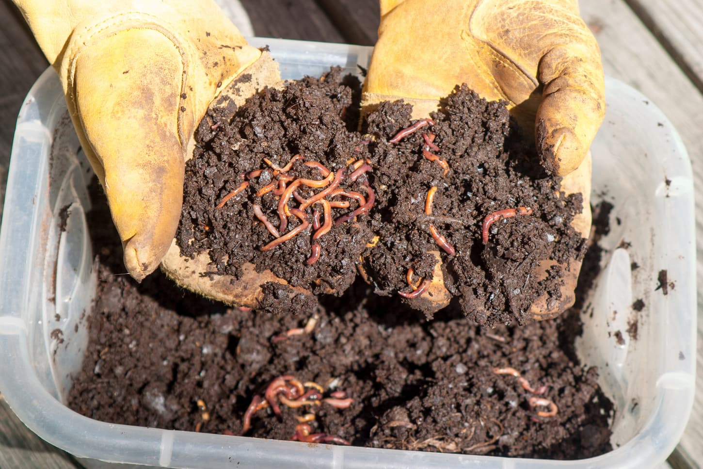 An image of red wigglers in a container full of soil.