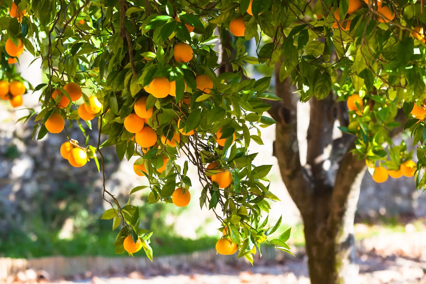 An image of an orange tree with abundant fruits in the garden.