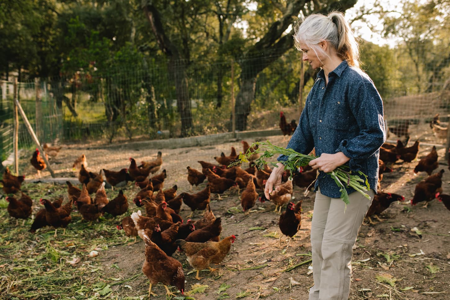 An image of a senior woman feeding chickens.