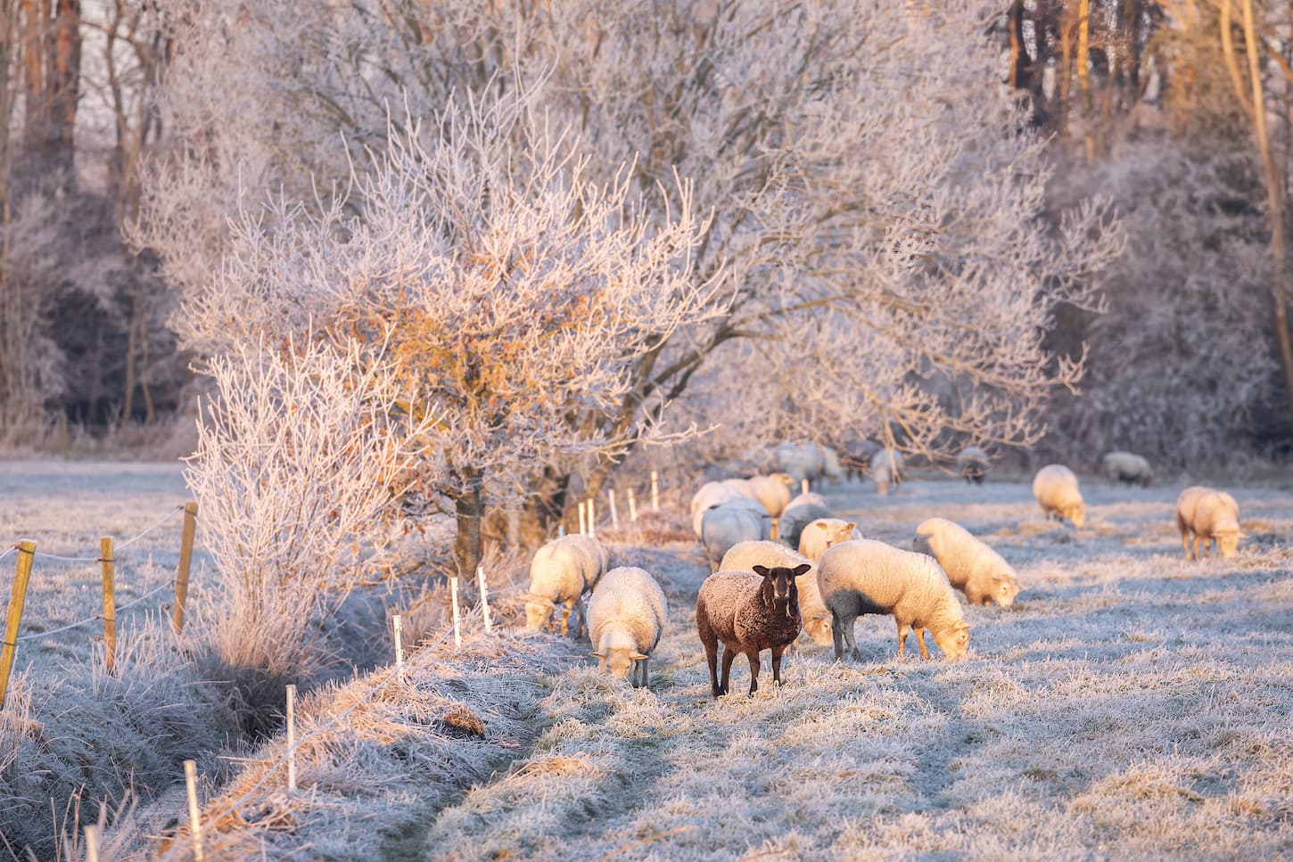 An image of sheeps grazing in a snowy area.