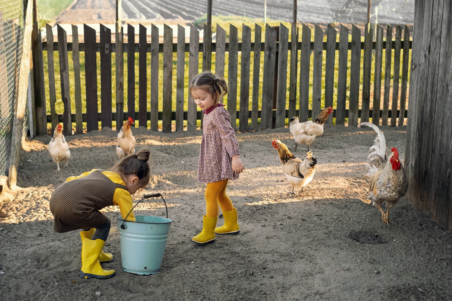 An image of two children are feeding chickens in the village in the backyard.