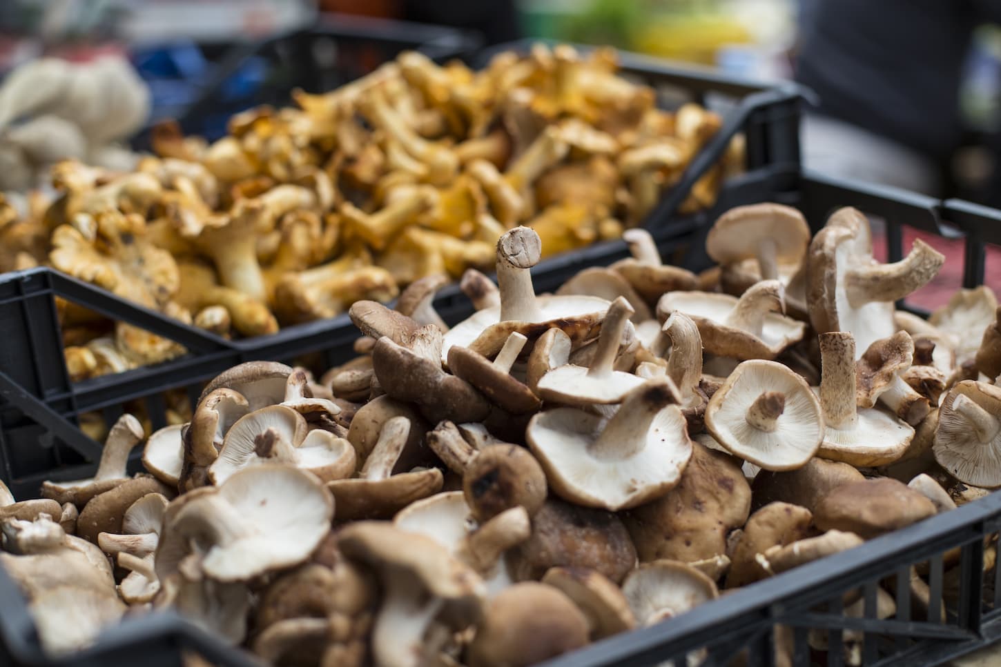 how-to-freeze-dry-mushrooms-12-tips-you-can-t-miss