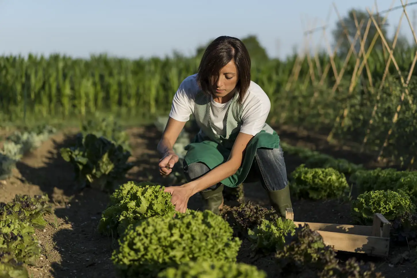 An image of a woman working in her vegetable garden.