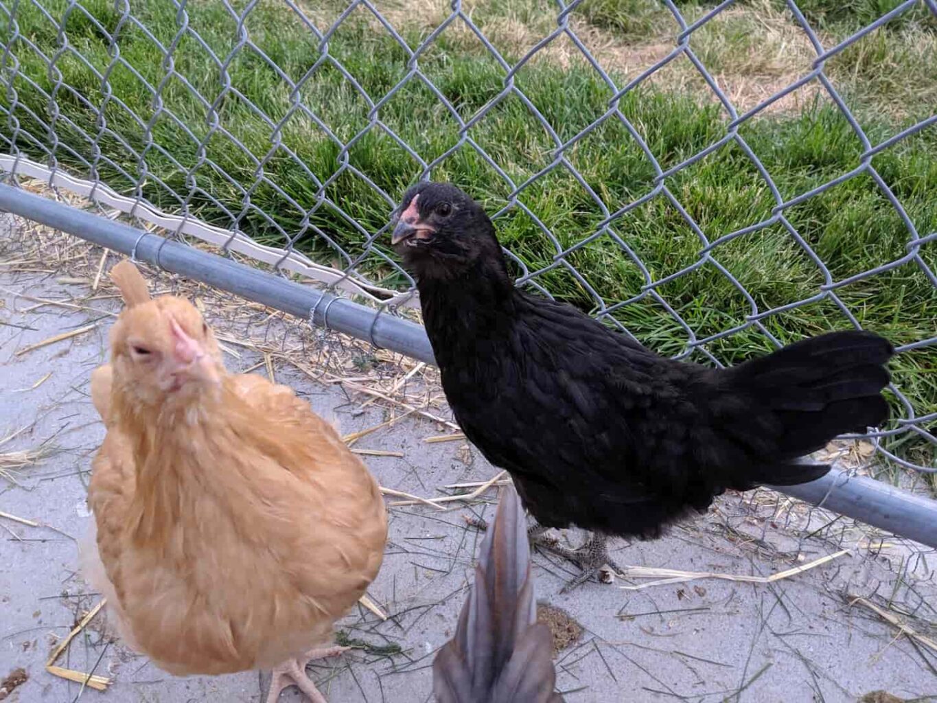 An image of two chickens (one buff Orpington and one black Easter Egger) in a chicken coop made from a dog run. The Run is lined with a chain-link fence and there is a chicken wire under the fence so it is secure.