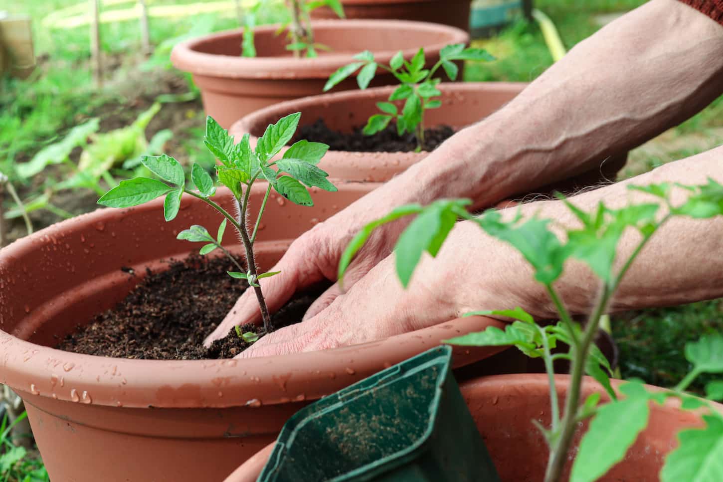 An image of the hands of a man planting a young green tomato sprout into the pot, close up, spring gardening as a hobby and natural food concept.