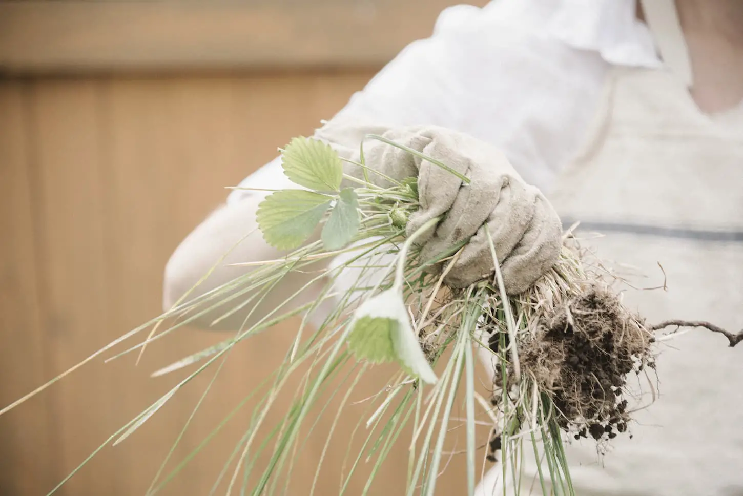 An image of a woman wearing a gardening glove holding a bunch of weeds.