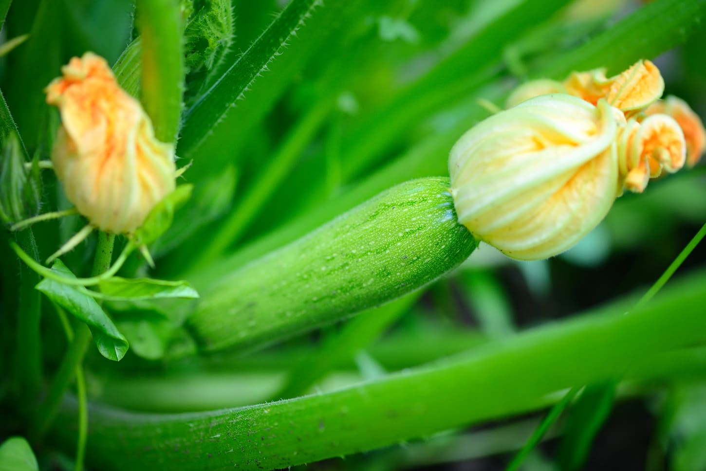 An image of a young zucchini with yellow flowers in the garden.