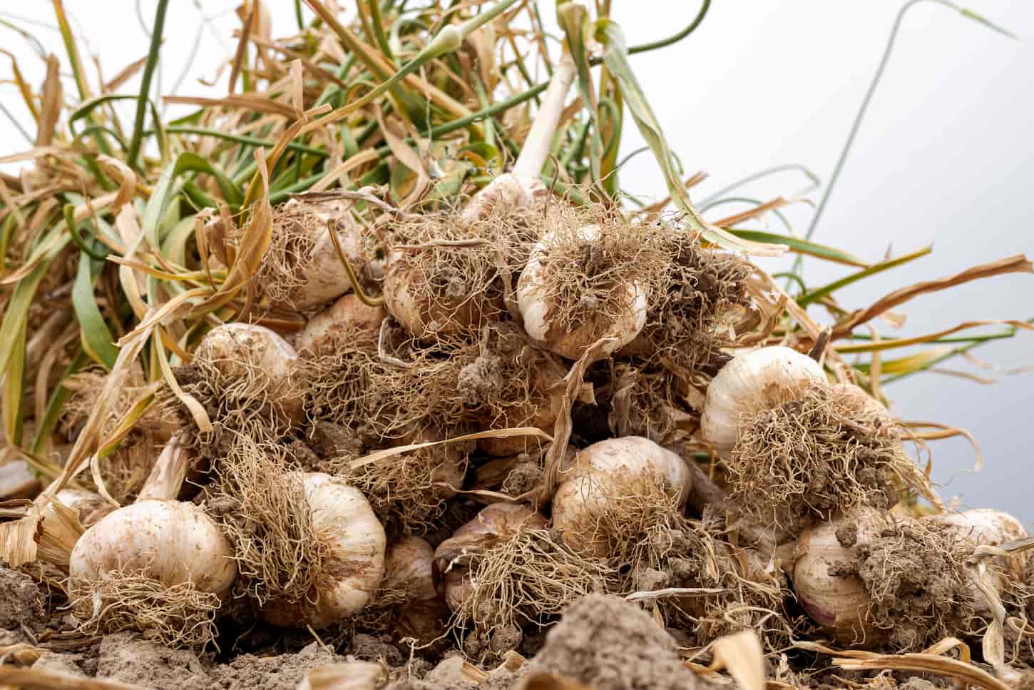 Growing and Storing Garlic: A Complete Guide 1 An image of bunches of garlic recently harvested in the crops.