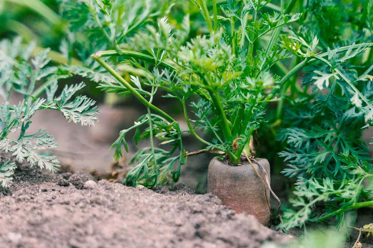 An image of a carrot vegetable grows in the garden in the soil organic background.