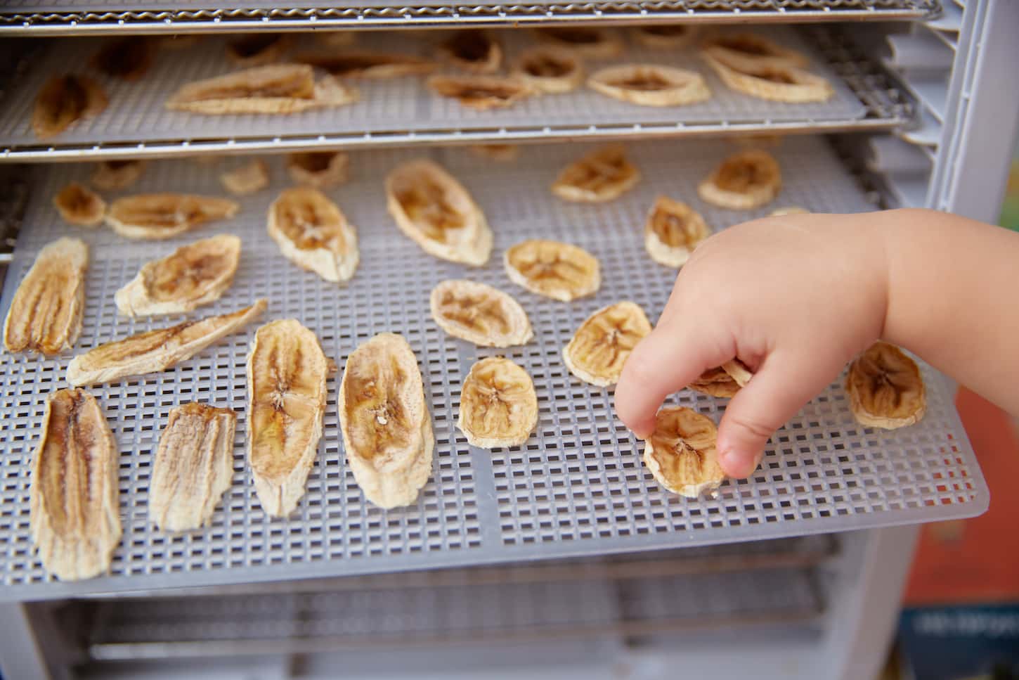 An image of a child's hand takes a dried banana from the grid of an electric dehydrator.