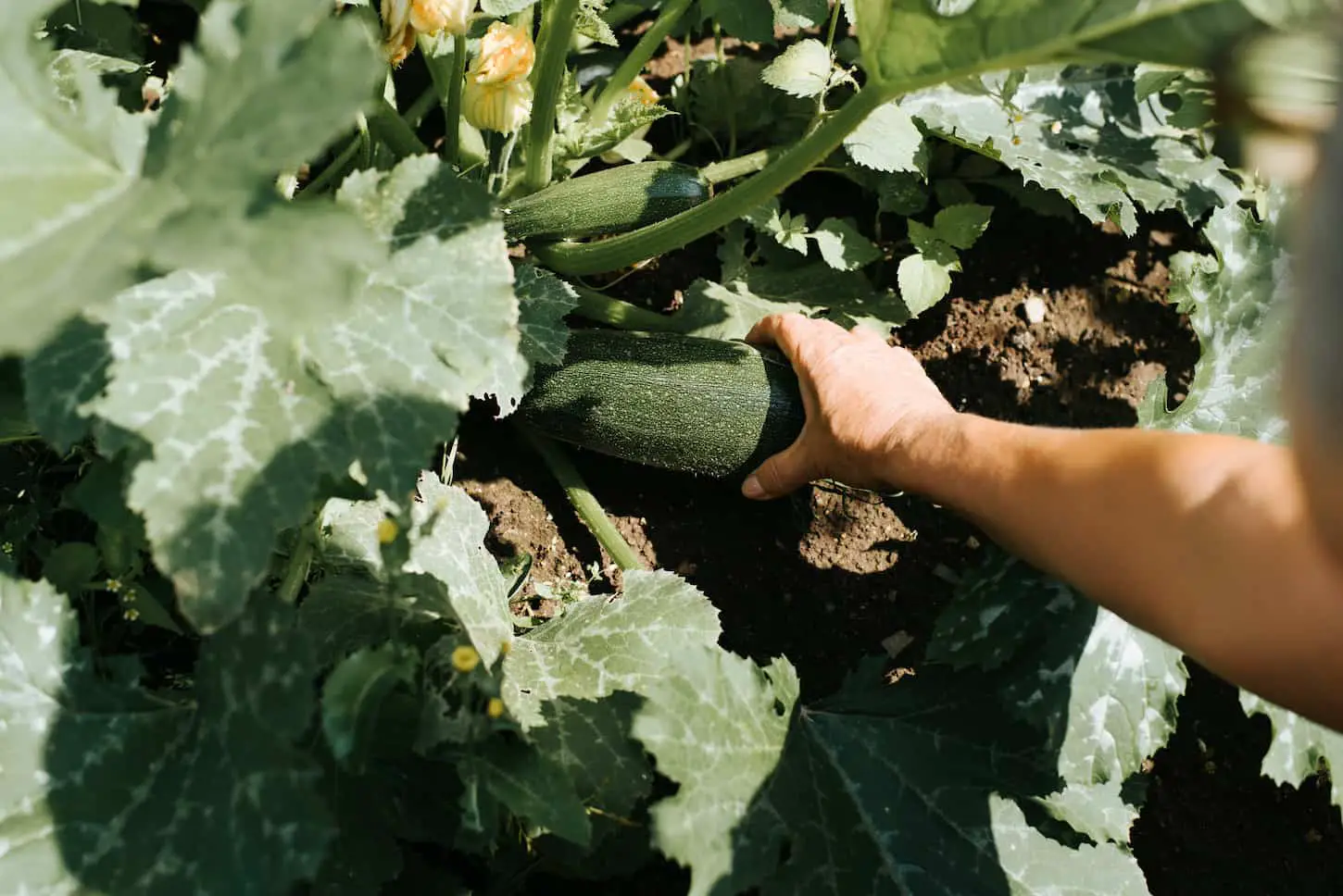 A close-up image of a woman farmer harvesting in the vegetable garden, a female hand holding zucchini outdoors.